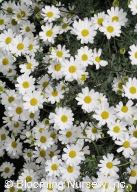 Tanacetum niveum                                  